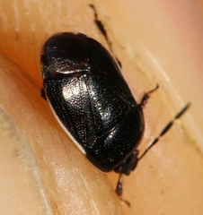 Adomerus maculipes