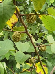 Annona holosericea