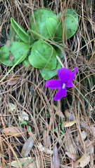Pinguicula moranensis
