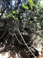 Parides burchellanus