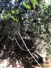 Parides burchellanus