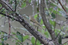 Phylloscopus collybita