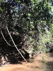 Parides burchellanus