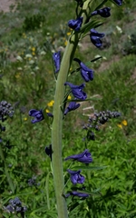 Delphinium glaucum