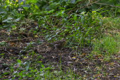 Turdus philomelos