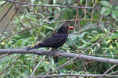 Turdus merula