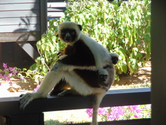 Propithecus coquereli