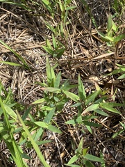 Dichanthelium patulum