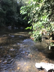 Parides burchellanus