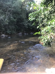 Parides burchellanus