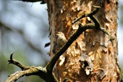 Troglodytes troglodytes hyrcanus