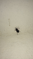 Cylydrorhinus angulatus