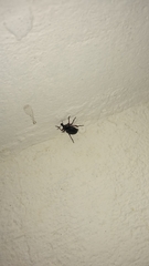 Cylydrorhinus angulatus