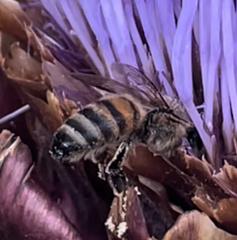 Apis mellifera