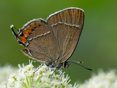 Satyrium prunoides