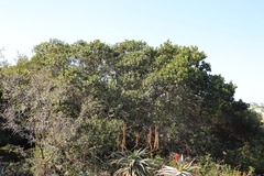 Eriophyes inermae
