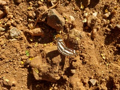 Neptis hylas varmona