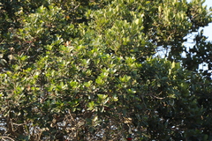 Eriophyes inermae