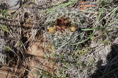 Coryphantha ottonis