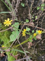 Sinosenecio oldhamianus