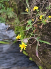 Sinosenecio oldhamianus