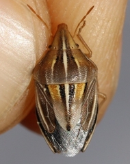 Aelia rostrata