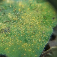 Coleosporium elephantopodis