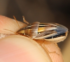 Aelia rostrata