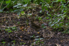 Turdus philomelos