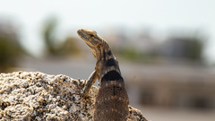 Ctenosaura hemilopha