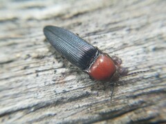 Ampedus rubricollis