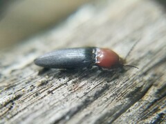 Ampedus rubricollis