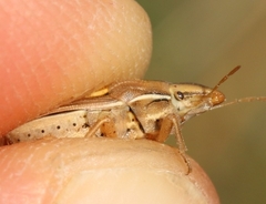 Aelia rostrata