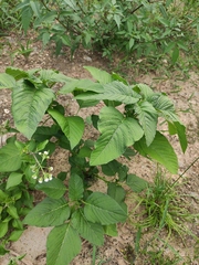 Amaranthus tricolor