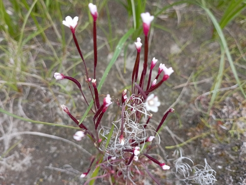 Dahurian Willowherb (Epilobium davuricum)