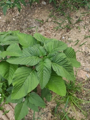 Amaranthus tricolor