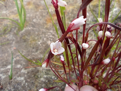 Image of Epilobium davuricum by no rights reserved