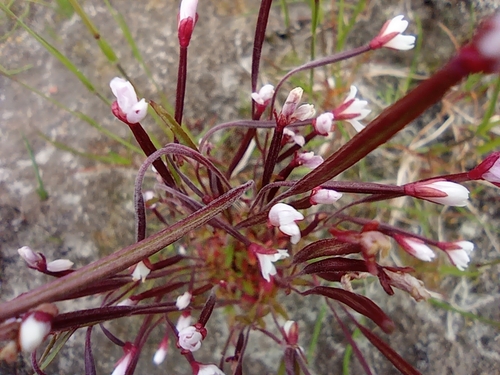 Image of Epilobium davuricum by no rights reserved