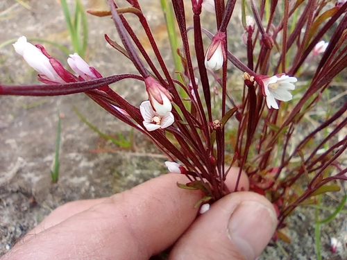 Image of Epilobium davuricum by no rights reserved