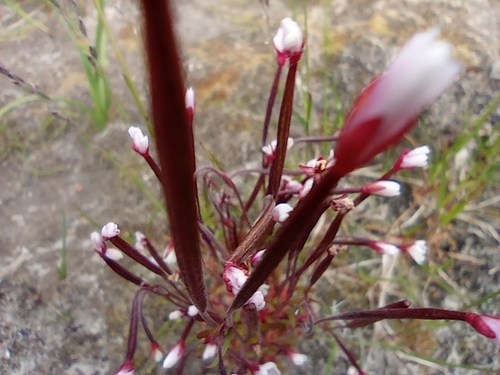Image of Epilobium davuricum by no rights reserved