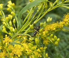 Philanthus gibbosus