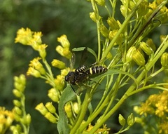 Philanthus gibbosus