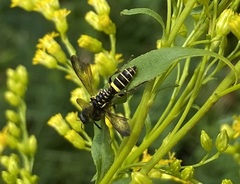 Philanthus gibbosus