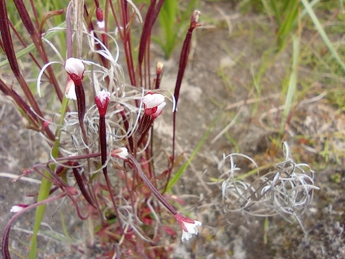 Image of Epilobium davuricum by no rights reserved