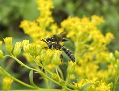 Philanthus gibbosus