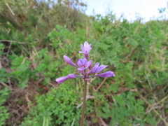 Tulbaghieae