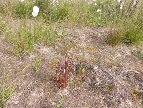 Image of Epilobium davuricum by no rights reserved