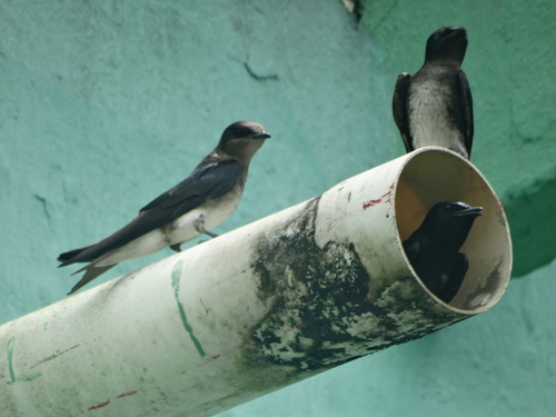 Cuban Martin (Progne cryptoleuca), photo 6