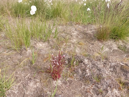 Image of Epilobium davuricum by no rights reserved