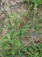 Amaranthus tricolor